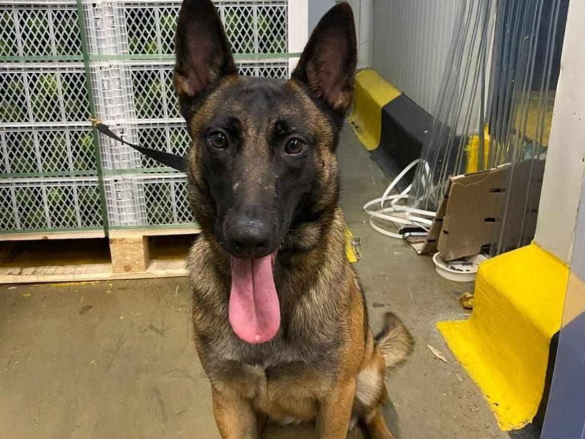 Luto en la Policía: murió Kenia, perra antinarcóticos, tras ser envenenada en inspección