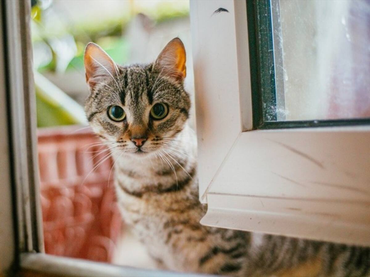 Tably, la aplicación que permite saber si su gato está feliz
