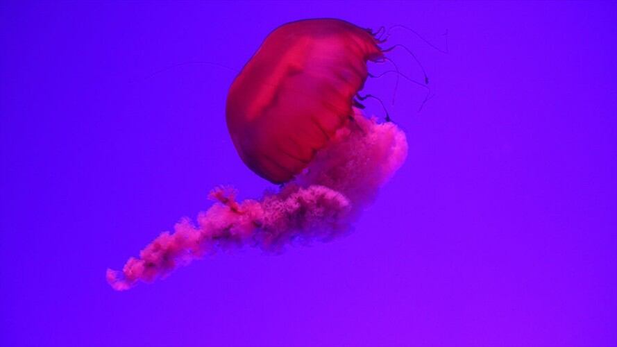 Las razones por las que miles de medusas llegaron a las playas de Palawan, Filipinas. Foto: Getty Images