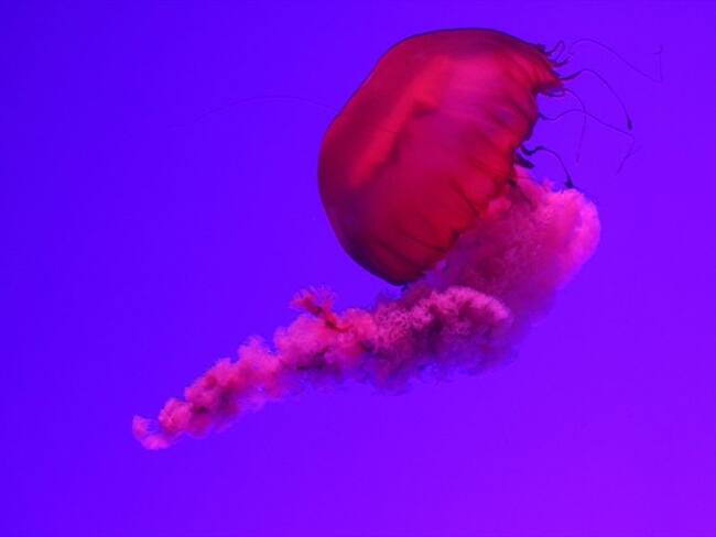 Las razones por las que miles de medusas llegaron a las playas de Palawan, Filipinas. Foto: Getty Images