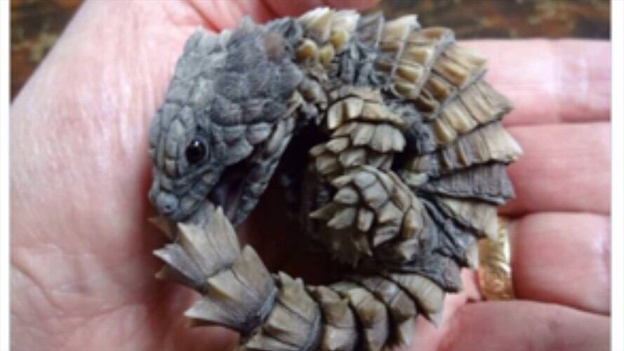 Las historias más inimaginables en Twitter. Foto: Twitter: Javier Lizarazo