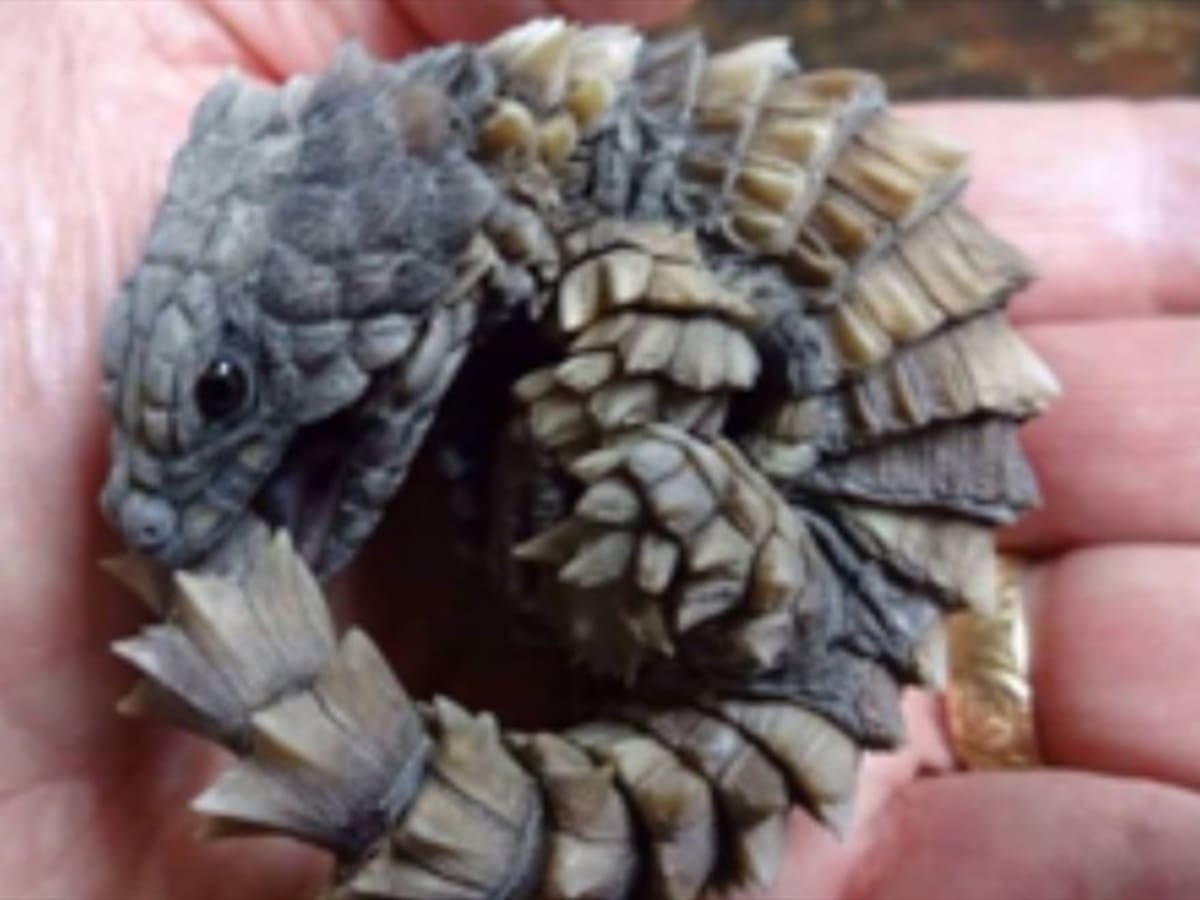 Las historias más inimaginables cobran vida en Twitter