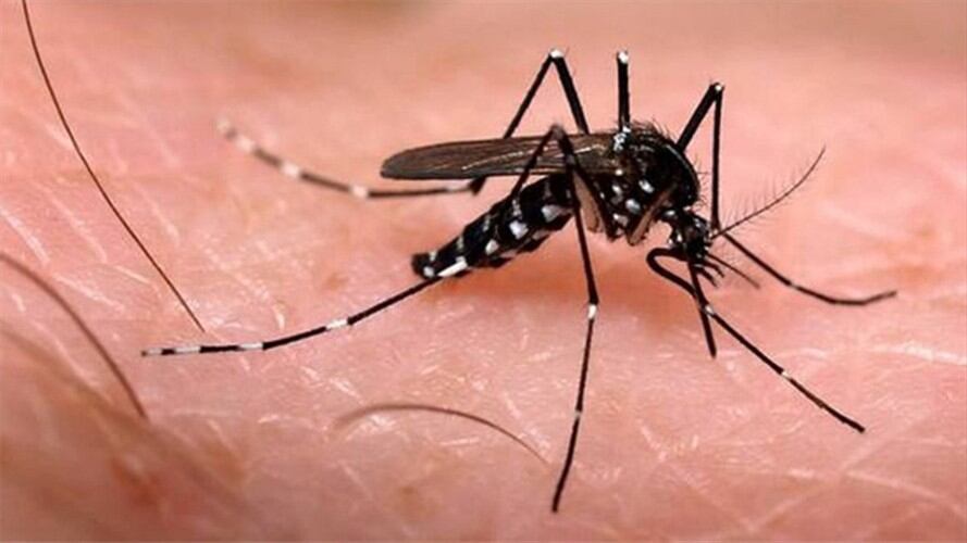Virus Chikungunya. Foto: Colprensa