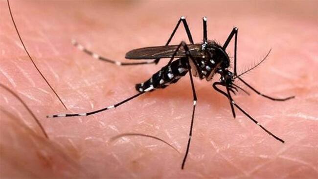 Virus Chikungunya. Foto: Colprensa