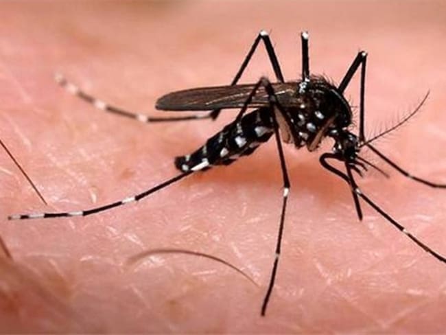 Virus Chikungunya. Foto: Colprensa