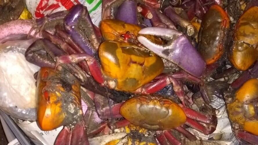 Los animales viajaban en condiciones precarias, camuflados entre prendas de vestir y artículos de aseo personal.. Foto: Secretaría de Ambiente de Bogotá