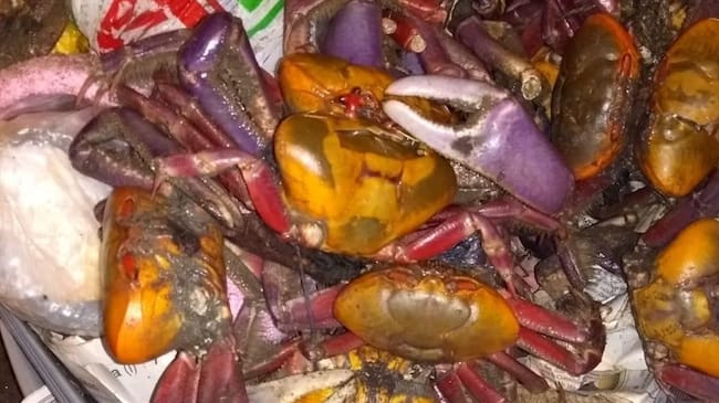 Los animales viajaban en condiciones precarias, camuflados entre prendas de vestir y artículos de aseo personal.. Foto: Secretaría de Ambiente de Bogotá