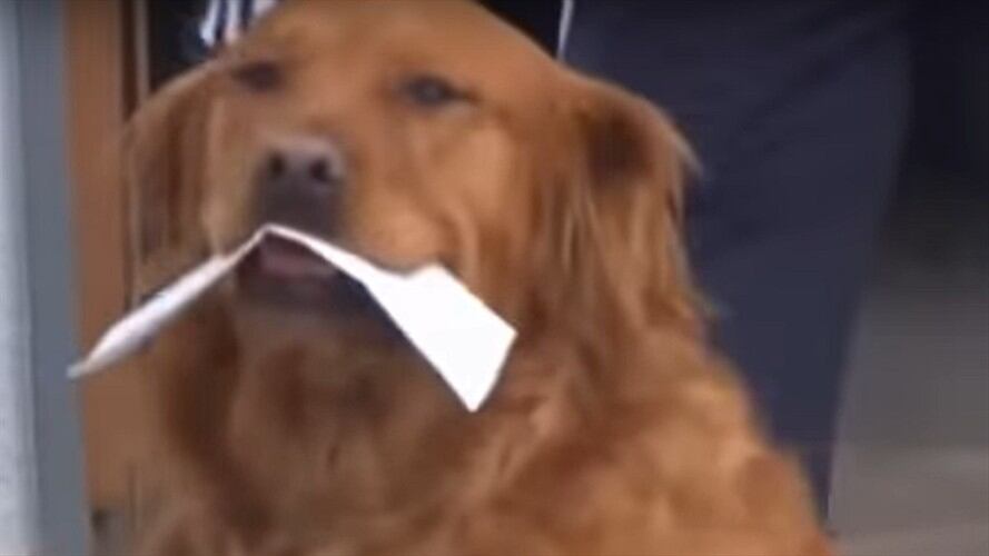 Se trata de Sunny, un Golden Retriver de siete años que realiza las compras de su vecina de 65 años en Colorado, Estados Unidos. Foto: Captura de Pantalla