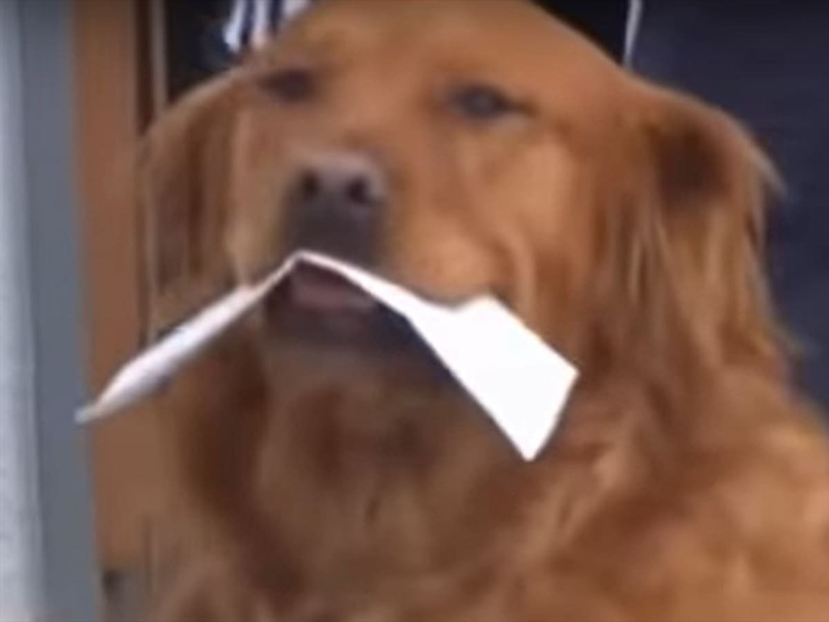 El perro que ayuda a su vecina a hacer las compras del mercado