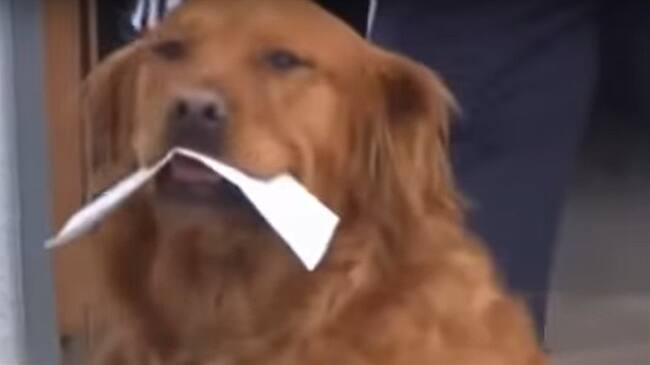 Se trata de Sunny, un Golden Retriver de siete años que realiza las compras de su vecina de 65 años en Colorado, Estados Unidos. Foto: Captura de Pantalla