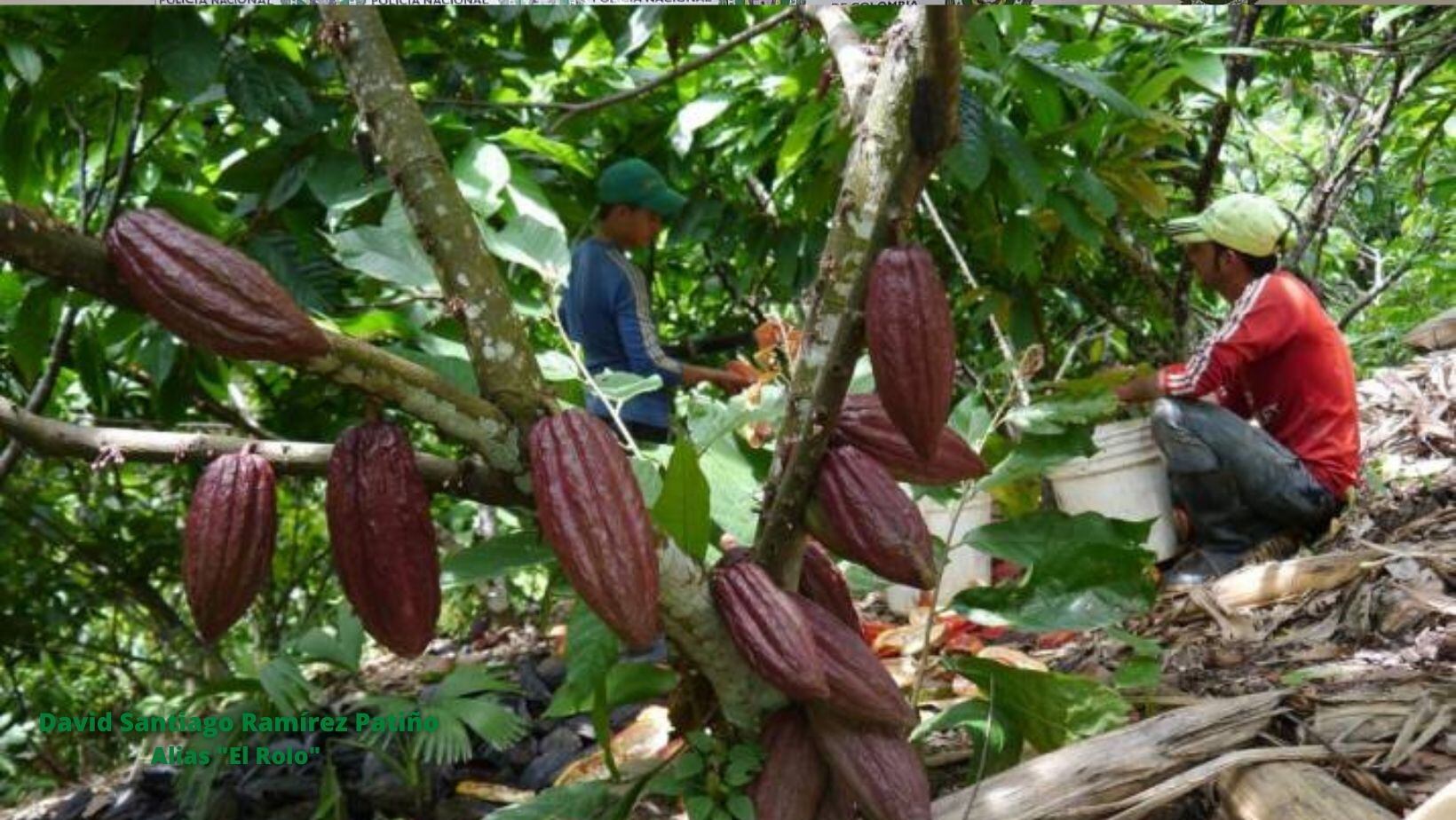 Cacaoteros advierten afectaciones frente al comportamiento de los precios a nivel internacional. Foto: Suministrada. 