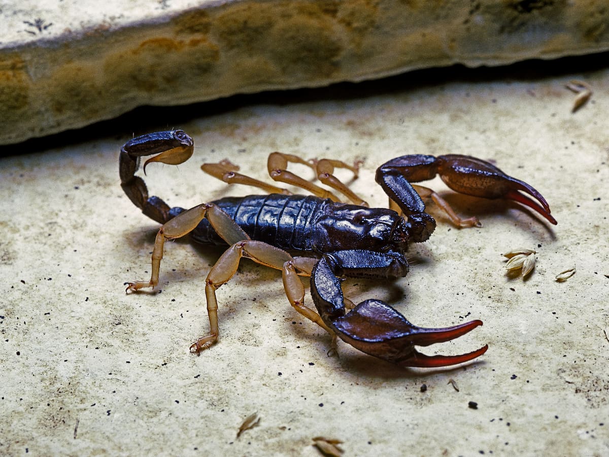 ¿En dónde hacen nido los alacranes? Así puede identificar los lugares en su vivienda