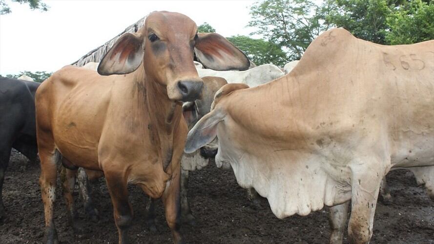La W tuvo acceso a los resultados de una auditoría del ente de control al Instituto Colombiano Agropecuario (ICA). Foto: Colprensa