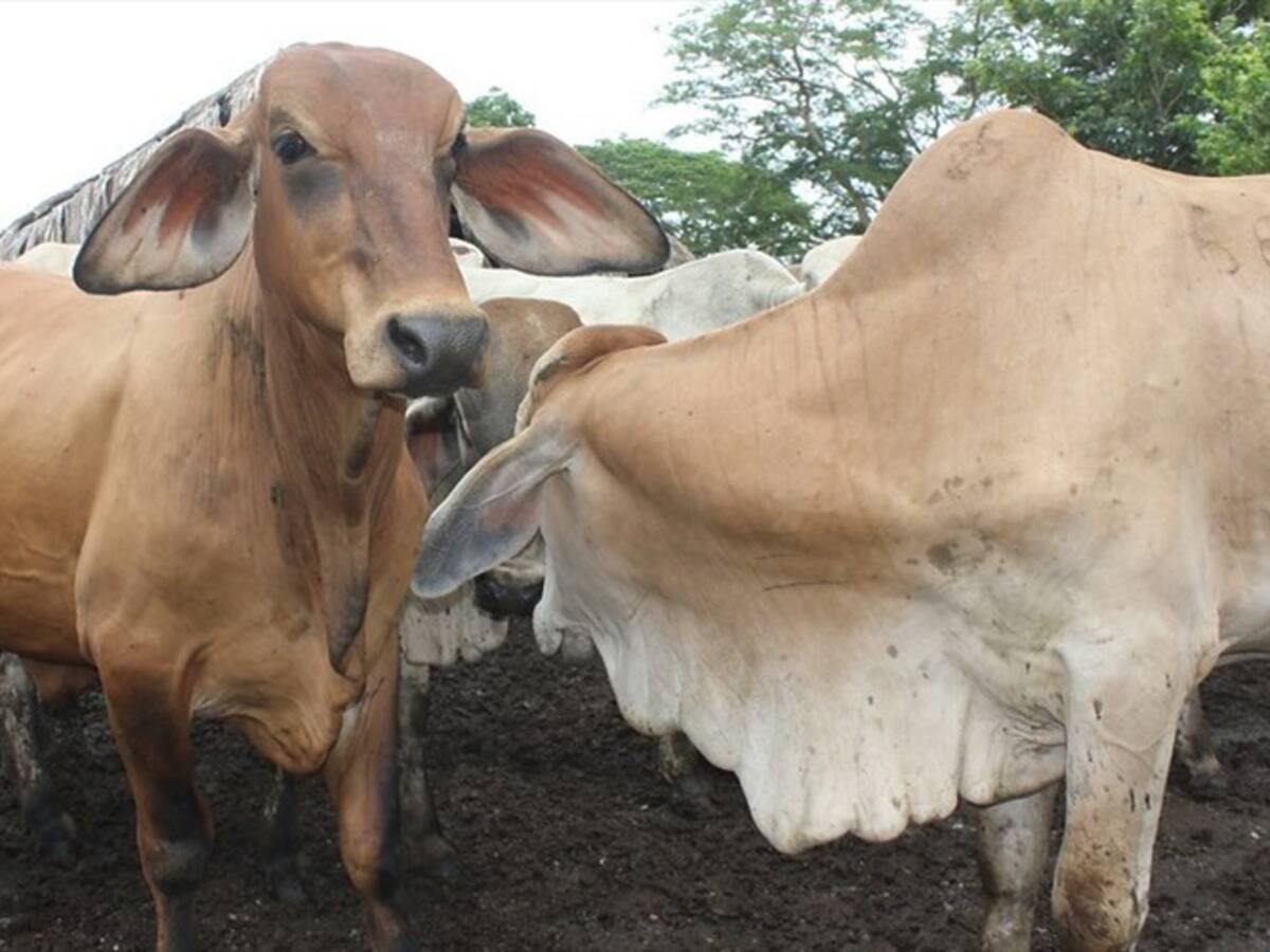 Contraloría General encontró un presunto cartel de contratos en el ICA