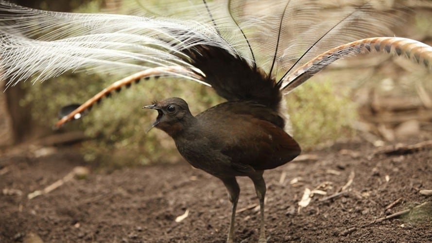 En Australia un ave lira imita a la perfección el llanto de un bebé. Foto: Getty Images /  CraigRJD