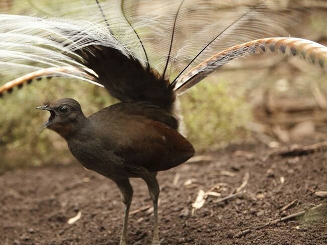 En Australia un ave lira imita a la perfección el llanto de un bebé. Foto: Getty Images / CraigRJD