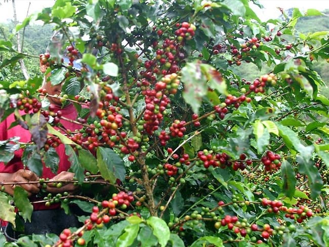 Producción de café. Foto: Colprensa