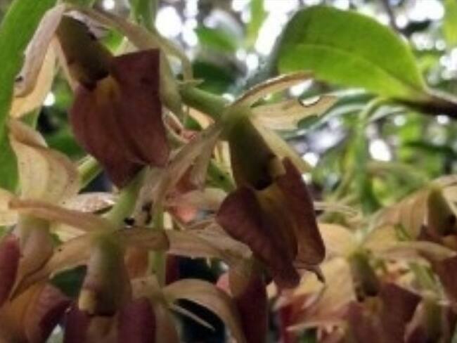 ¡Buenas noticias! Se descubren dos nuevas especies de orquídeas en Bogotá