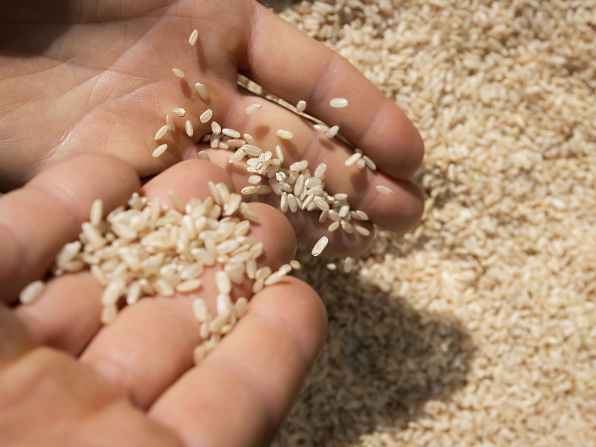 Acuerdo entre Gobierno y sector arrocero: ¿hay garantías completas para los campesinos?