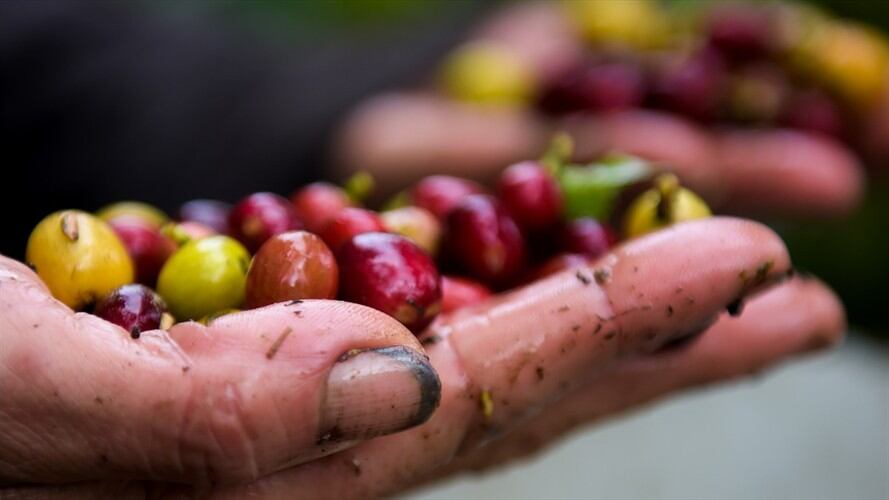 Según el más reciente informe de la Federación Nacional de Cafeteros, en enero la producción de café colombiano creció 14,6%. Foto: Getty Images