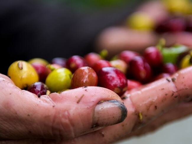 Según el más reciente informe de la Federación Nacional de Cafeteros, en enero la producción de café colombiano creció 14,6%. Foto: Getty Images