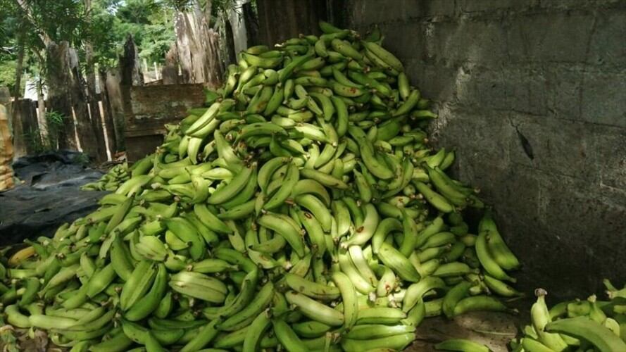 En Córdoba, más de mil toneladas de plátano no se han podido comercializar. Foto: Cortesía
