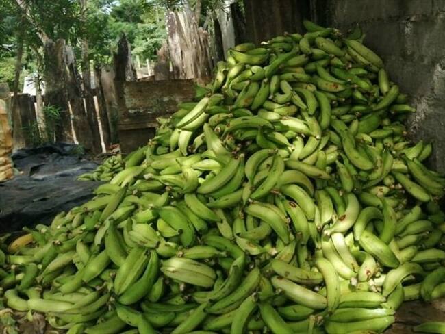 En Córdoba, más de mil toneladas de plátano no se han podido comercializar. Foto: Cortesía