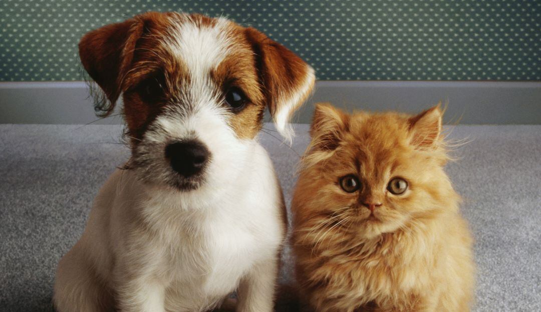 Campañas de esterilización gratis en Bogotá: Así debe agendar el turno para marzo. Foto: