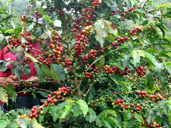 Producción de café en octubre. Foto: Colprensa