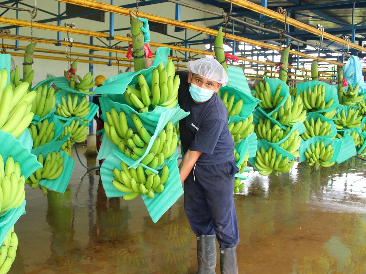 Magdalena fue declarada libre de Fusarium raza 4 tropical