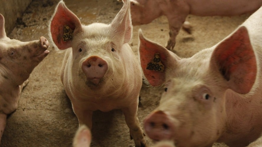 Criadero de cerdos. Foto: Colprensa