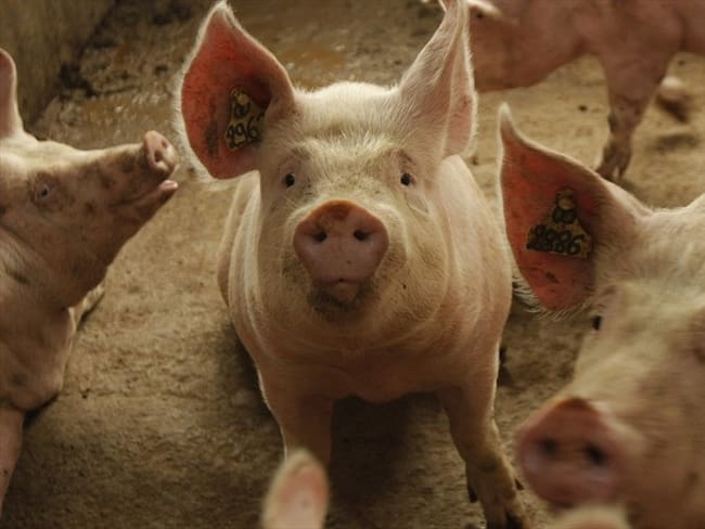 Criadero de cerdos. Foto: Colprensa