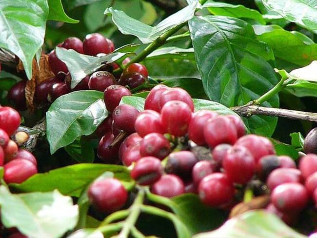 Imagen de referencia. Foto: Colprensa