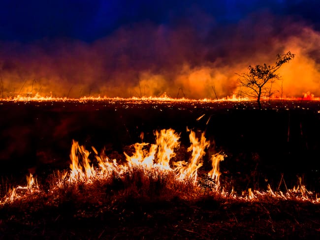 Imagen de referencia de incendio forestal. Foto: Getty Images.