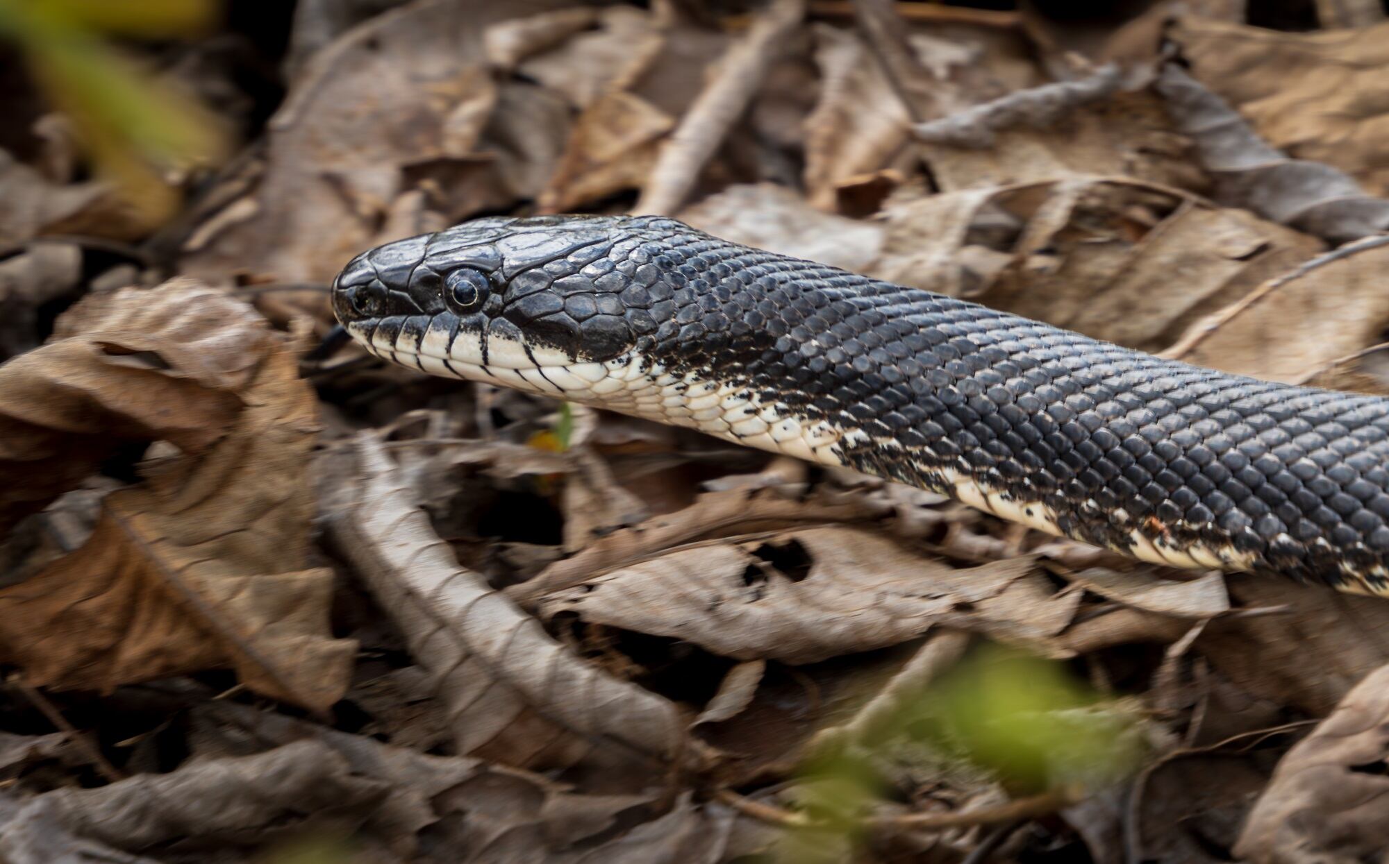 Imagen de referencia de serpiente. Foto: Getty Images