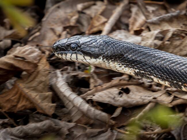 Imagen de referencia de serpiente. Foto: Getty Images