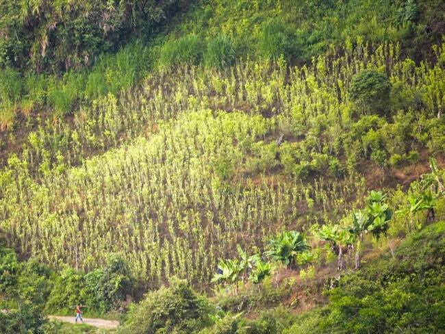 La aspersión aérea es indispensable, pero no indiscriminada: Rafael Guarín tras masacres