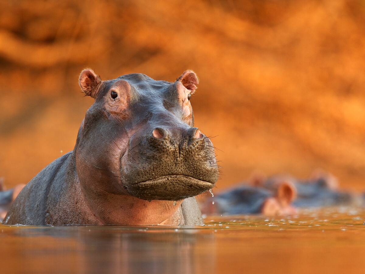 Hipopótamo murió en un intento de traslado en Doradal, Antioquia: estos son los detalles