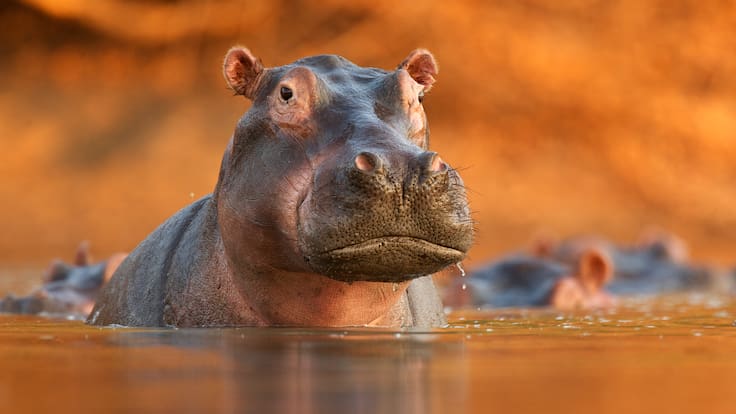 Hipopótamo murió en un intento de traslado: estos son los detalles