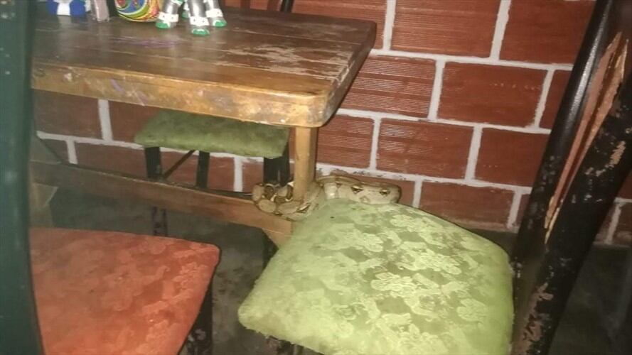 La serpiente fue entregada al Centro de Recuperación de Fauna Silvestre del oriente de Caldas. Foto: Policía Caldas