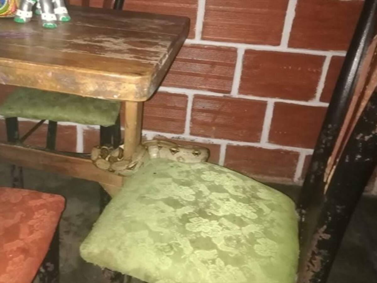 Boa constrictor se metió a una vivienda en el municipio de Victoria, Caldas