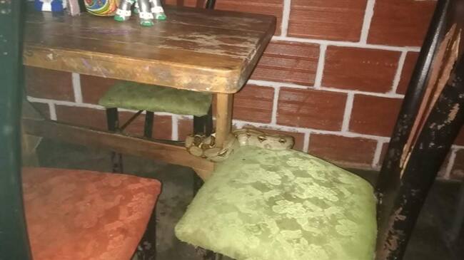 La serpiente fue entregada al Centro de Recuperación de Fauna Silvestre del oriente de Caldas. Foto: Policía Caldas