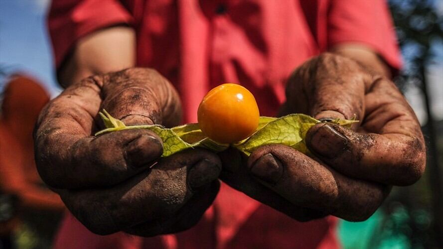 La producción de uchuva que está generando más de 130 empleos directos en Boyacá. Foto: Colprensa