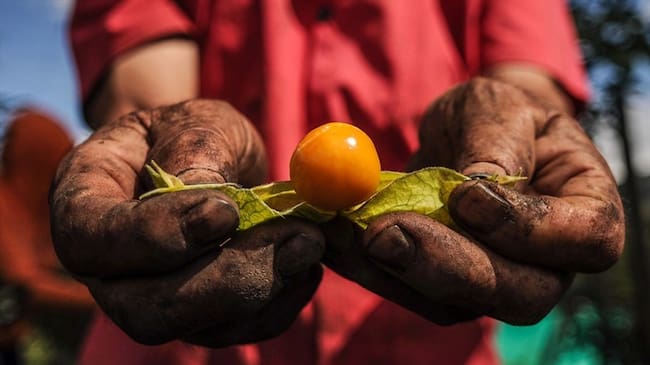 La producción de uchuva que está generando más de 130 empleos directos en Boyacá. Foto: Colprensa