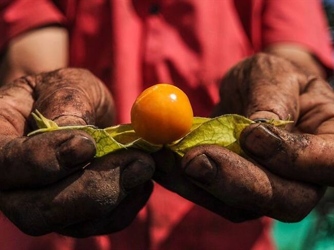 La producción de uchuva que está generando más de 130 empleos directos en Boyacá. Foto: Colprensa