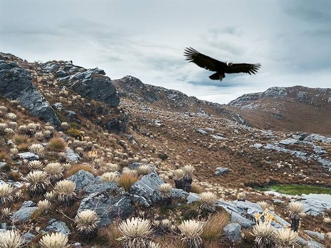 Bavaria trabaja por Colombia: invierte 10 mil millones para proteger sus páramos