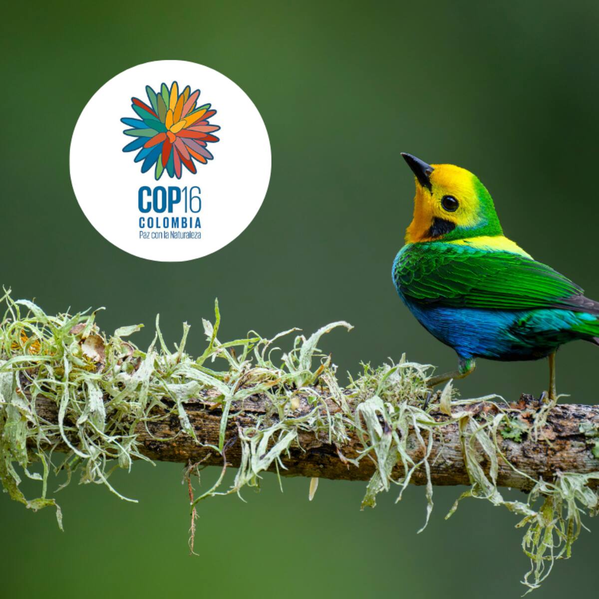 Este es el himno de la COP16, llamado ‘Paz con la naturaleza’