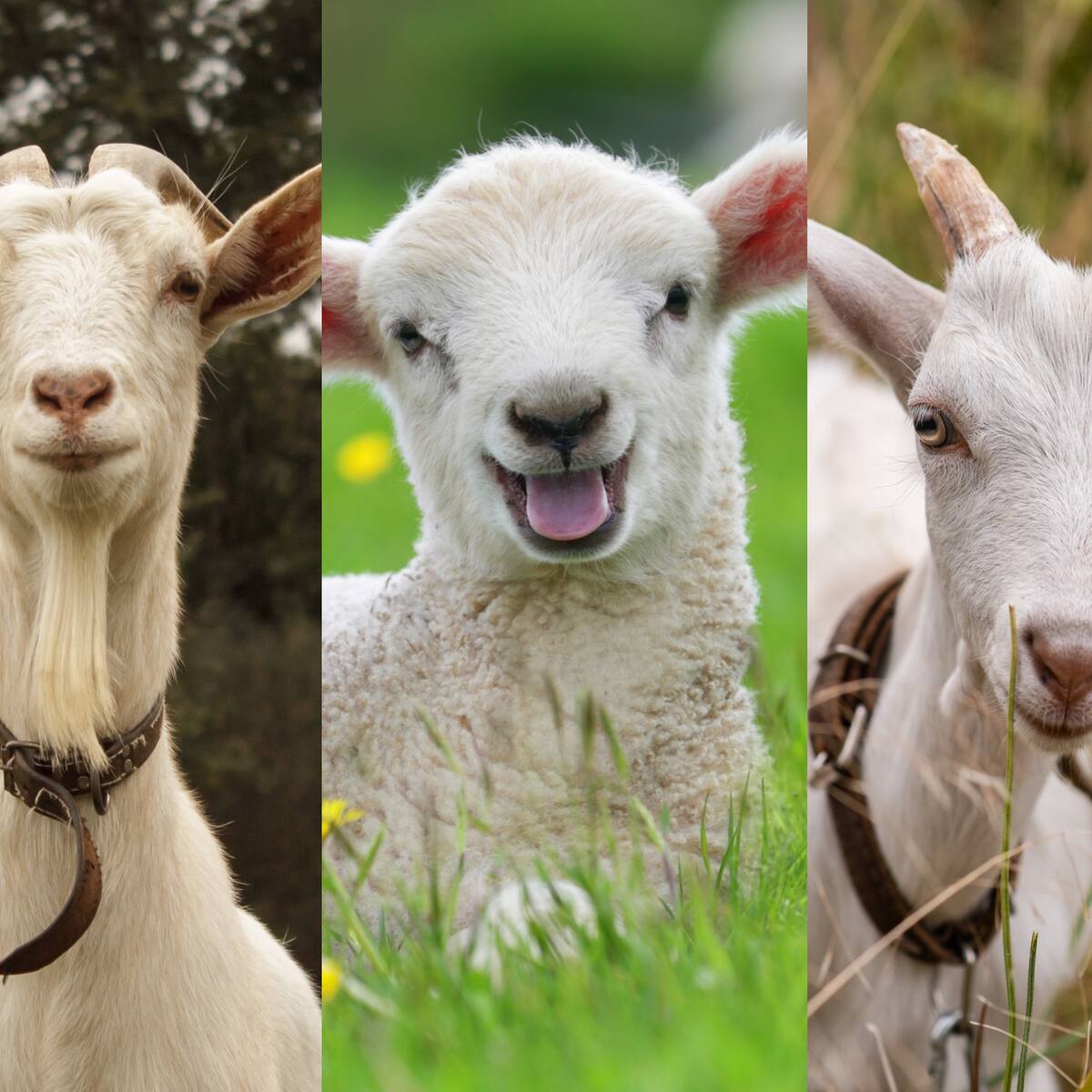 ¿Son lo mismo? Estas son las diferencias de un chivo, una cabra y un cordero