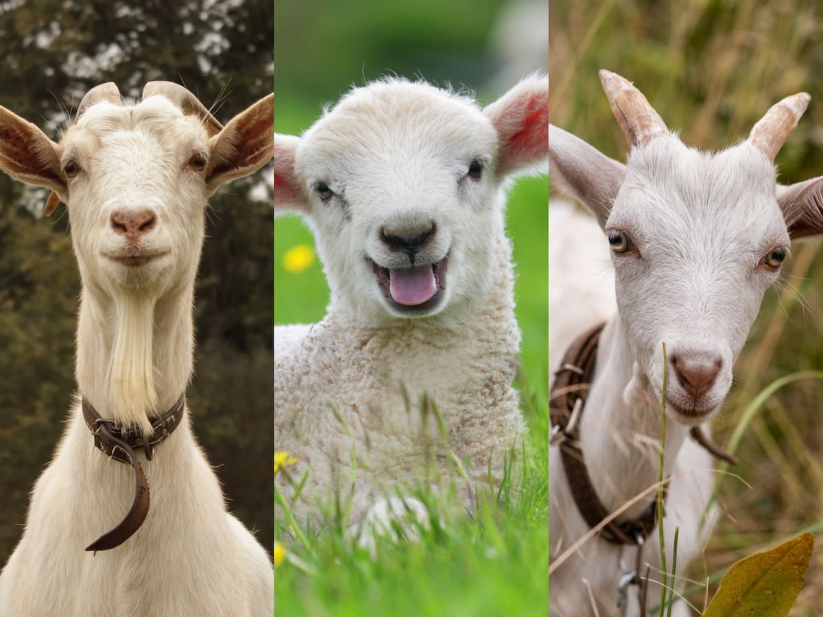 ¿Son lo mismo? Estas son las diferencias de un chivo, una cabra y un cordero