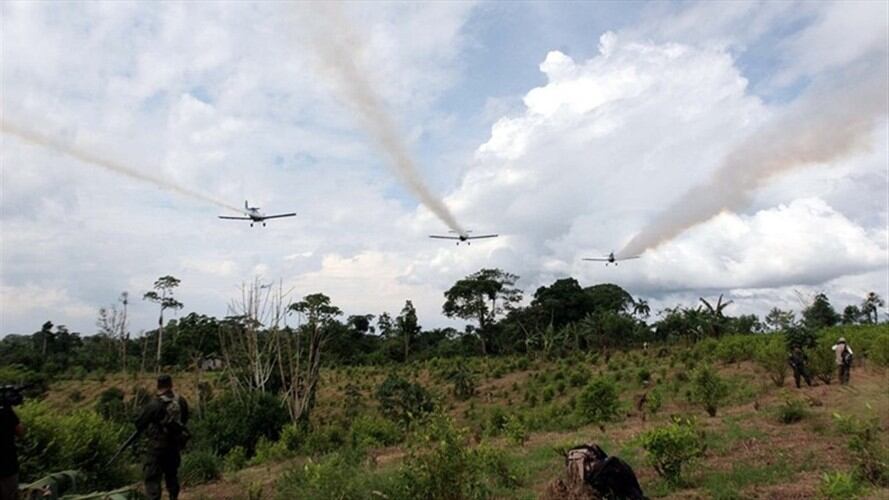 Corte Constitucional mantiene restricción de fumigación aérea con glifosato. Foto: Colprensa